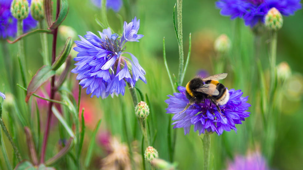 30 Days Wild: bees pollinating wild flowers